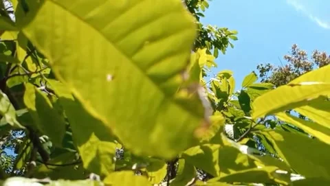 Natural view of broad-leafed coffee plants Stock Footage 315424189