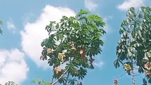 Natural view of cassava leaf trees with a blue sky background with white clouds Stock Footage 311840017