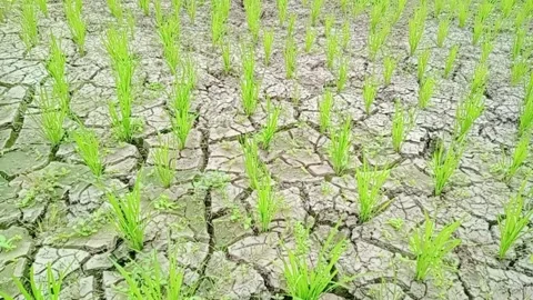 Natural view of dry rice fields in the countryside 動画素材 288831410