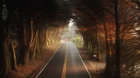 Natural view of empty road in cypress forrest alley, aerial dense forest tunnel 스톡 동영상 166932886