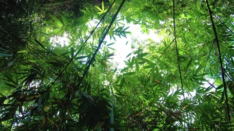 Natural view of floating trees  in the rainforest in Indonesia. Green jungle bac Stock Footage 139042773