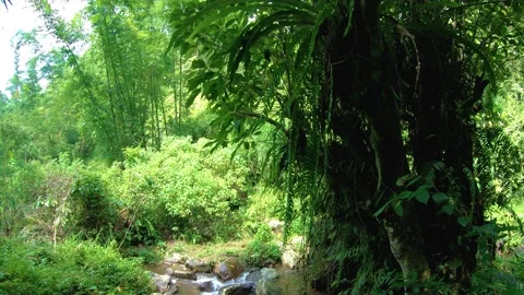 Natural view of floating trees  in the rainforest in Indonesia. Green jungle bac Stock Footage 139047283