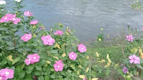 Natural view of flowers with small river flowing Stock Footage 312853757