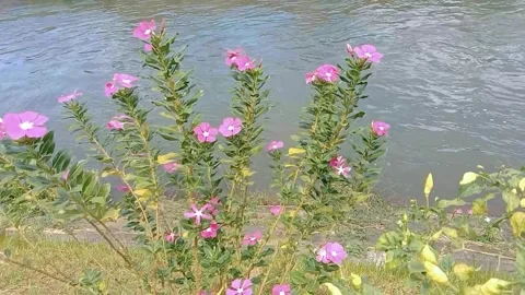 Natural view of flowers with small river flowing Stock Footage 312853758