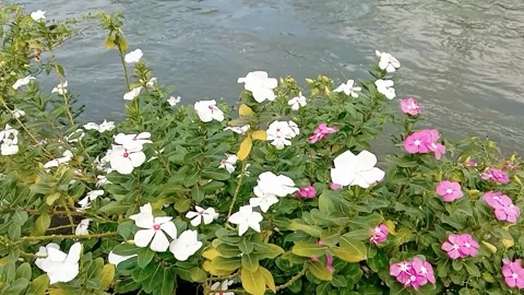 Natural view of flowers with small river flowing Stock Footage 312855299