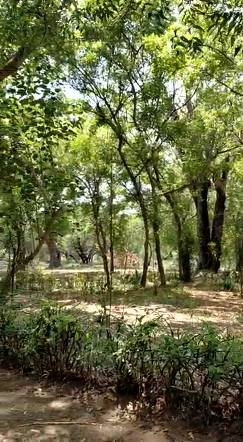 Natural view Stock Footage 168301973