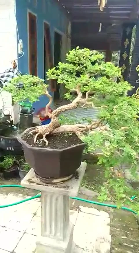 Natural view Stock Footage 169917367