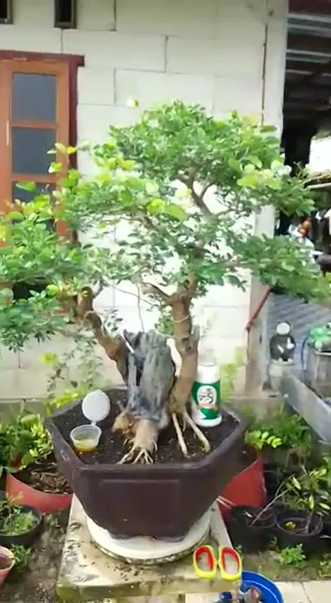 Natural view Stock Footage 169917955