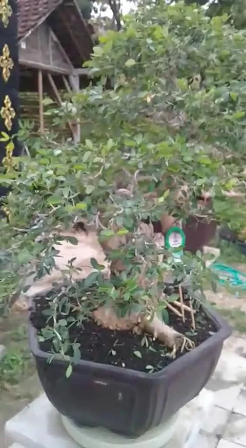 Natural view Stock Footage 169921748