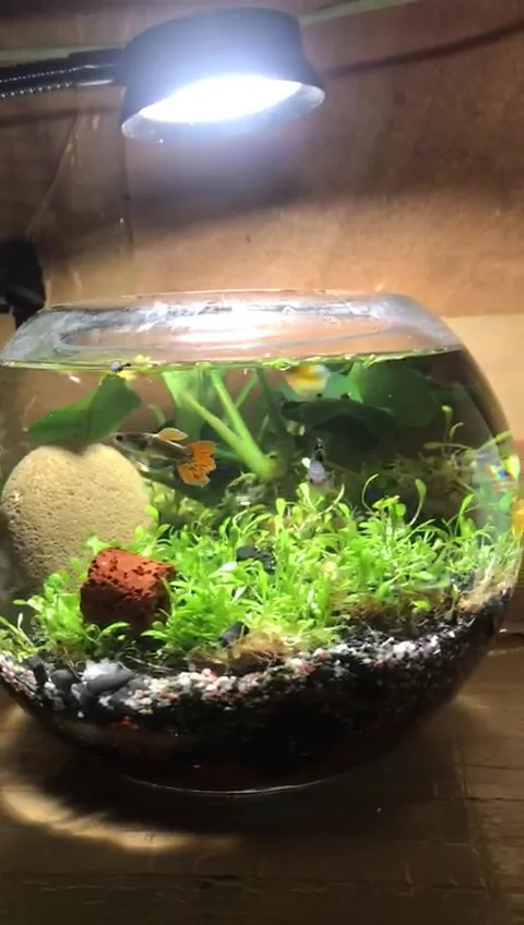 Natural view Stock Footage 170185392