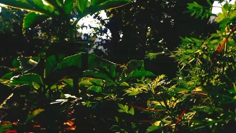 Natural view Video stock 171566462