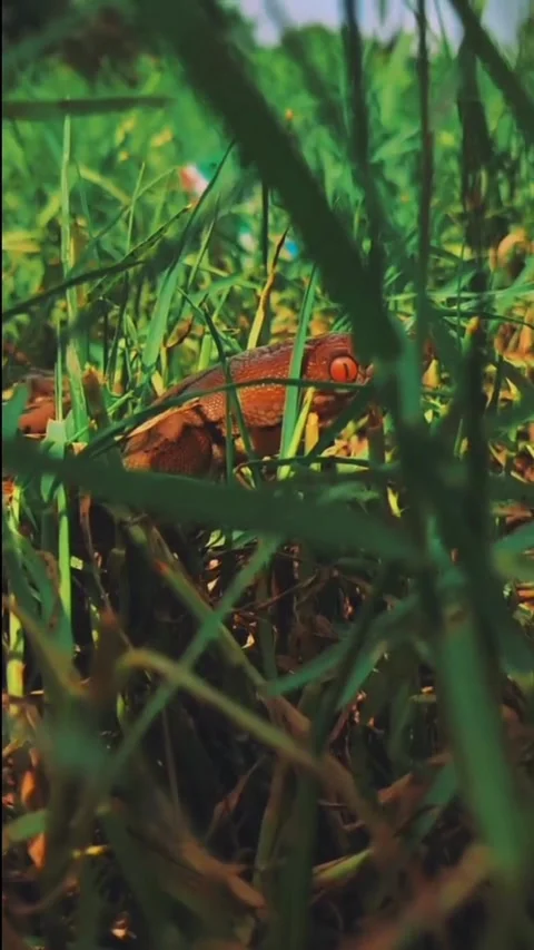 Natural view Video stock 171566554