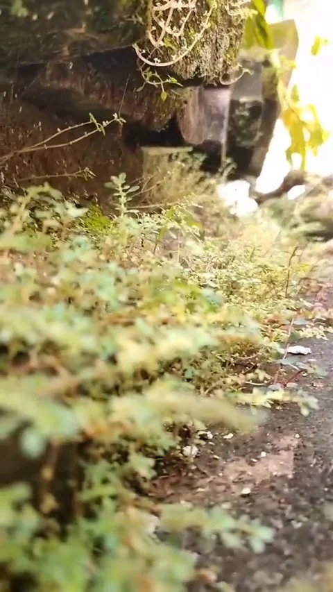 Natural view Video stock 171566563