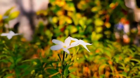 Natural view Video stock 171566589