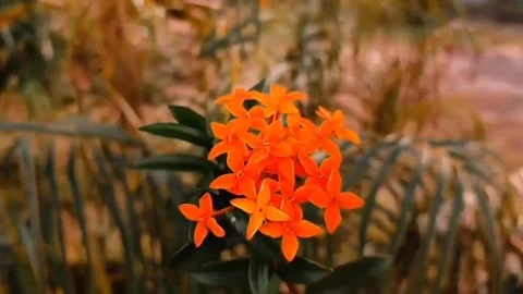 Natural view Video stock 171566608