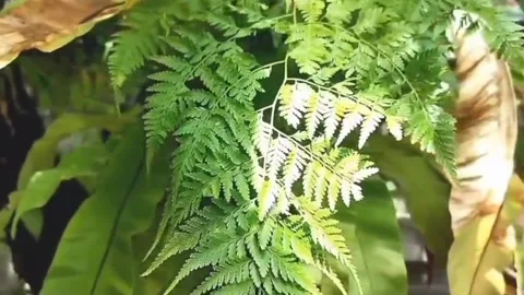 Natural view Video stock 171566636