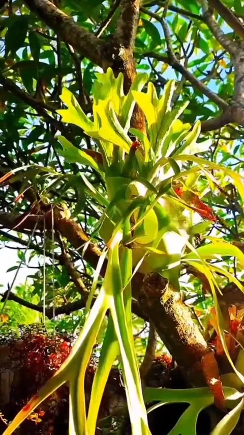 Natural view Video stock 171566637