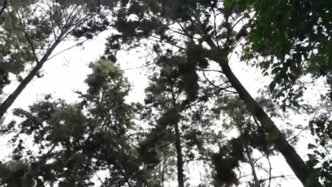 Natural view Video stock 194207862