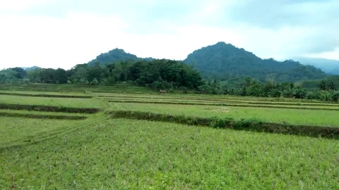 Natural View 動画素材 211510279