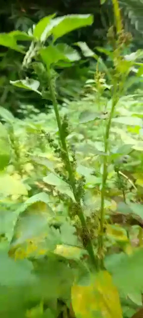 Natural view Stock Footage 215426498