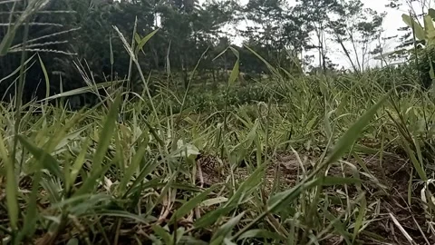 Natural view Video stock 218468386