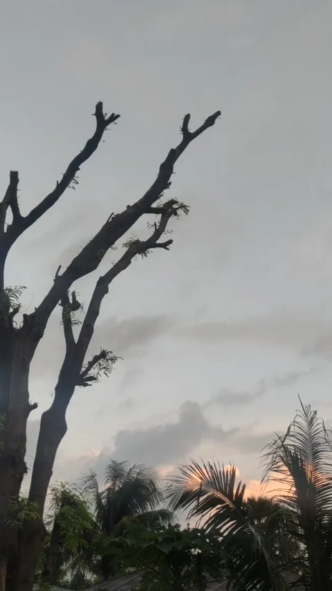 Natural View Stockbeeldmateriaal 229206691