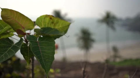 NATURAL VIEW Video stock 238454966