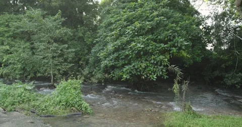 Natural view of forest and small waterfall. Stock Footage 253460789