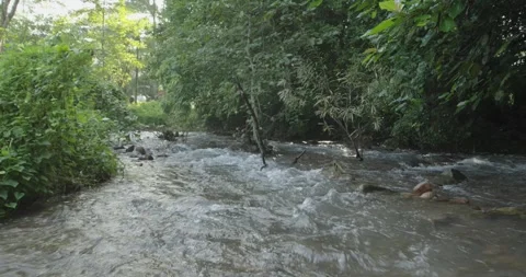 Natural view of forest and small waterfall. Stock Footage 253847481