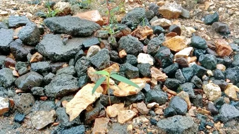 Natural view of green grass with a background of gravel rocks Stock Footage 312079623