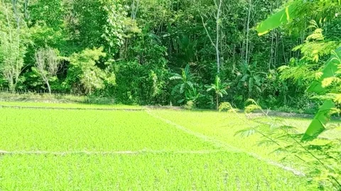 Natural view of green rice fields in the countryside 動画素材 288908306