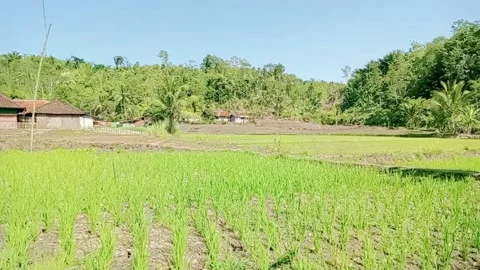 Natural view of green rice fields 動画素材 288909194