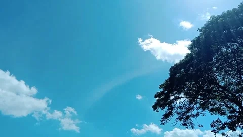 Natural view of large rain tree with blue sky with thick white clouds Stock Footage 312723797