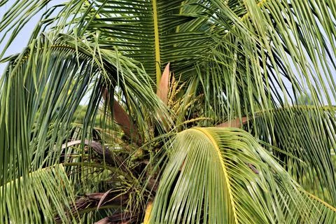 This is Natural View of Palm Tree Foto stock