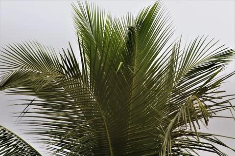 This is Natural View of Palm Trees Stock Photos
