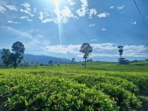 Natural View Stock Photos