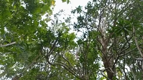 Natural view of pule tree trunks with branches spreading to the ground. Stock Footage 326867368