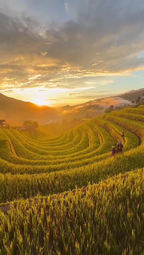 Natural view of rice fields accompanied by sunset in the afternoon Video stock 318951136