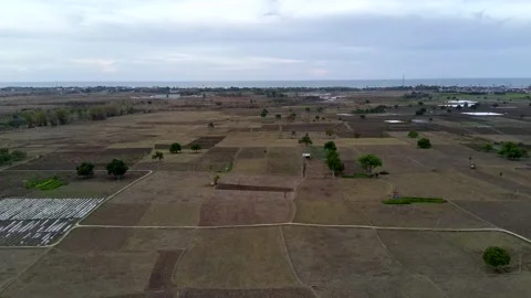 Natural view of rice fields during the dry season seen from a drone Stock Footage 290110775