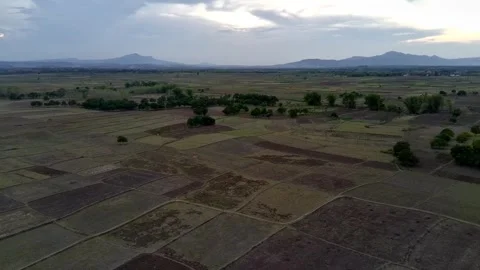 Natural view of rice fields during the dry season seen from a drone Stock Footage 290110896