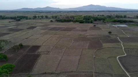Natural view of rice fields during the dry season seen from a drone Stock Footage 290111042