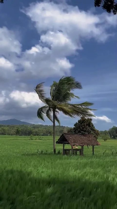 Natural view of rice fields Stock Footage 328441088