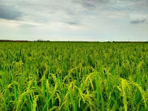 Natural view of rice fields in rice fields Stock Photos