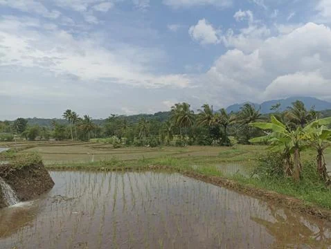 The natural view of rice fields is suitable for a natural background Stock Photos