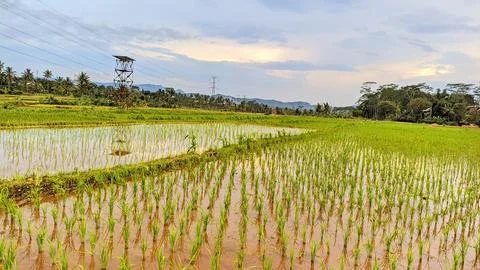 The natural view of rice fields is suitable for natural backgrounds Stock Photos