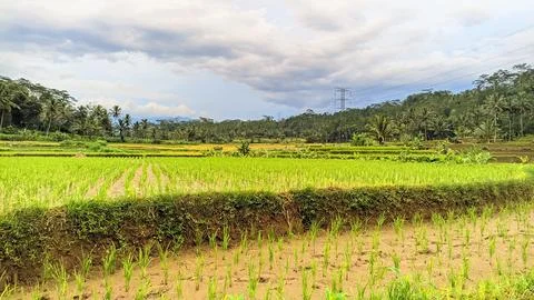 The natural view of rice fields is suitable for natural backgrounds Stock Photos