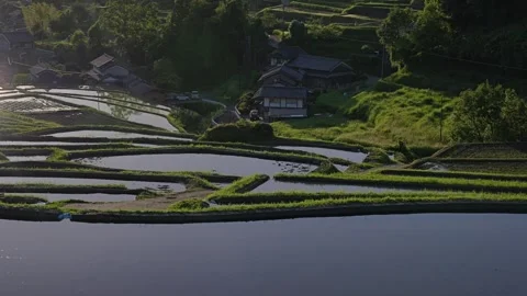 Natural view of rice fields in sunset Stock Footage 279376305