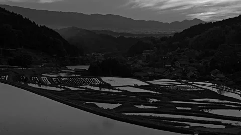 Natural view of rice fields in sunset Stock Footage 279377973
