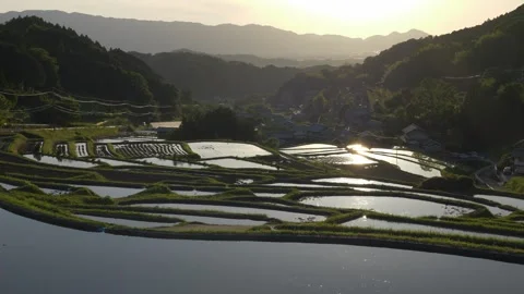 Natural view of rice fields in sunset Video stock 279379235