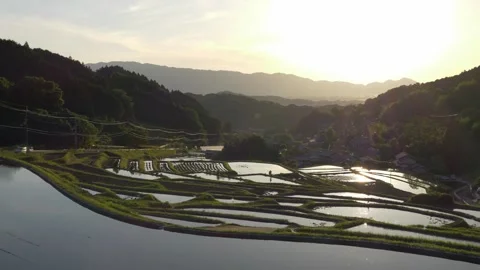 Natural view of rice fields in sunset Stock Footage 279379255